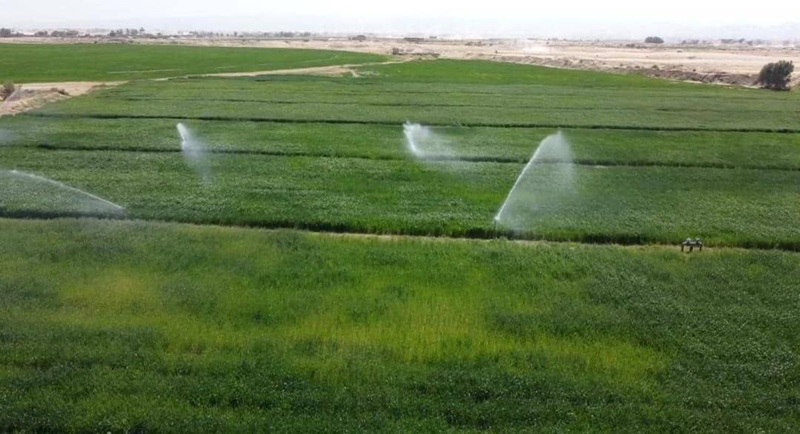 نظام الري بالتنقيط في مزرعة يمنية