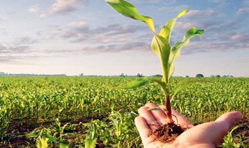 الزراعة المستدامة في اليمن