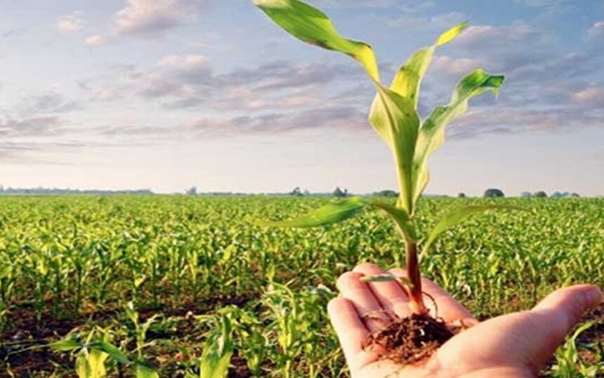 الزراعة المستدامة في اليمن